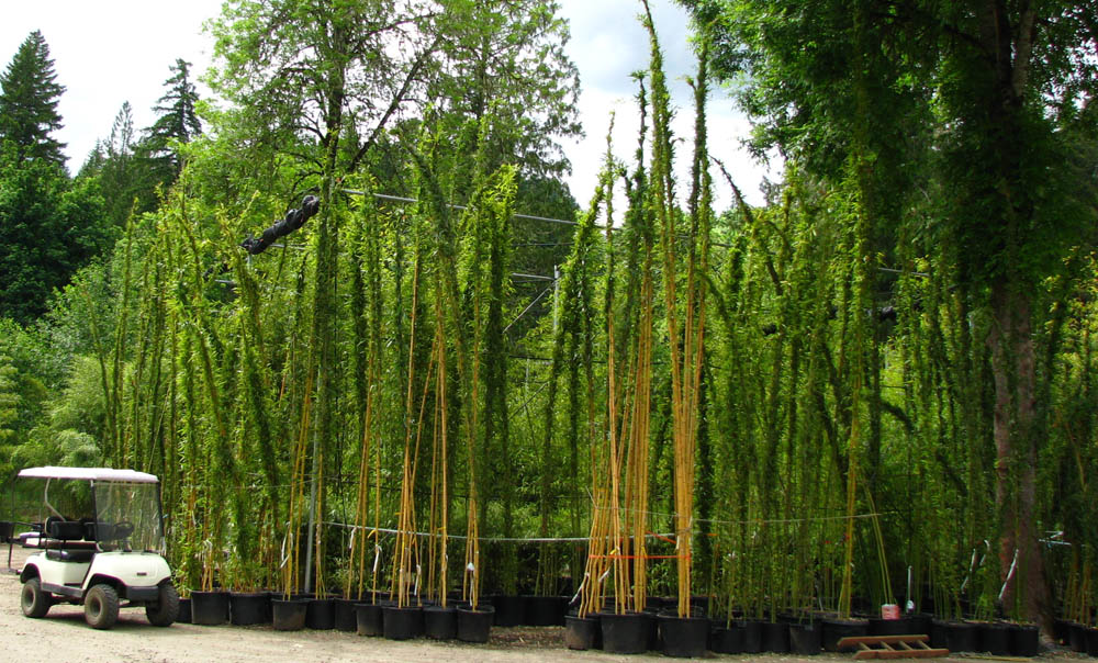 Bamboo Garden Nursery